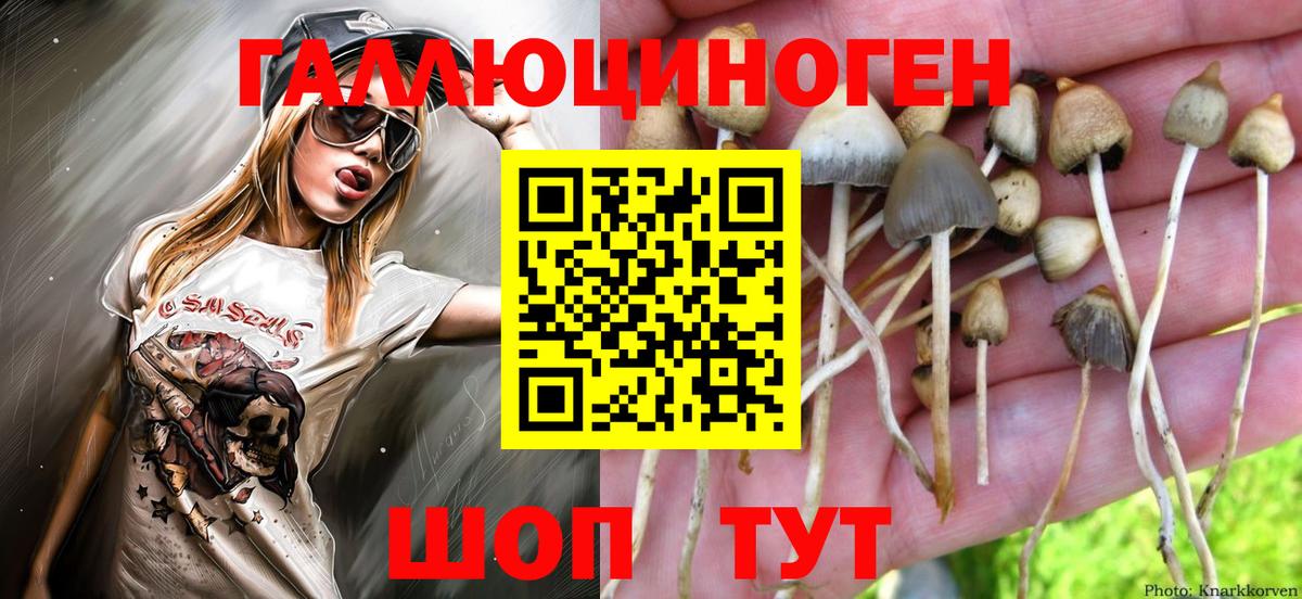 Галлюциногенные грибы Psilocybe  Вход с VPN  Новосибирск  Галлюциногенные грибы мухоморы 
